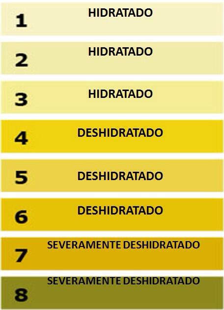 niveles de hidratacion en la orina