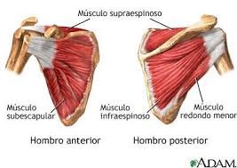 tendón supraespinoso