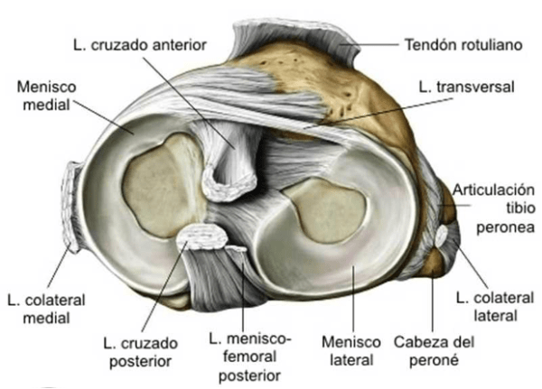 tipos-de-menisco